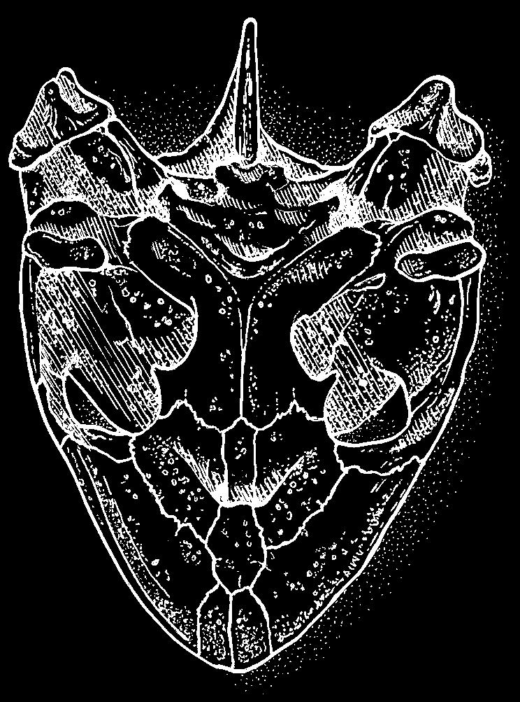 Lepidochelys olivce, dorsl skull pterygoid one pltine one pterygoid process Figs. 38 nd 38.