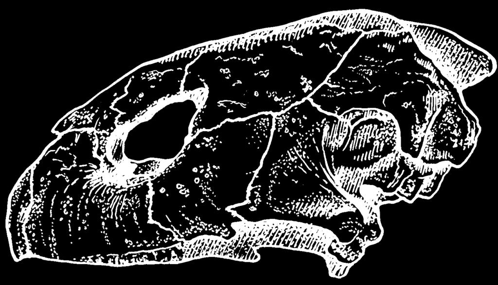 Lepidochelys olivce, lterl skull.