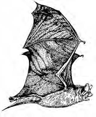 GRAY MYOTIS ENDANGERED MAMMALS The Gray Myotis is a dark grayish-brown bat and the only bat listed on the Kansas Endangered Species list.