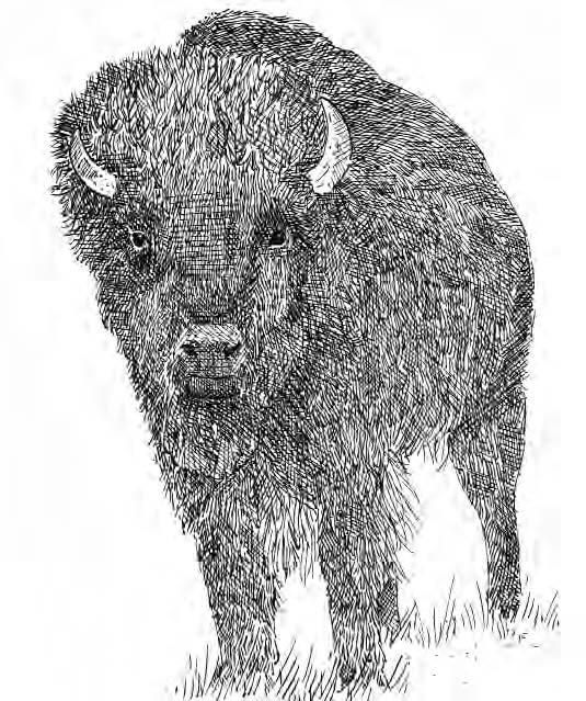 Weights for American bison are anywhere between 900 to 2,200 pounds but one of the largest on record weighed in at 2,500 pounds (1,140 kg.).