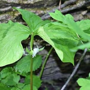 Bloodroot: One of the first woodland wildflowers. It flowers before trees leaf out.