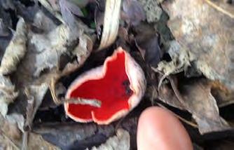Page 2 Scarlet Cup: This fungi that grows on the forest floor in leaves or on rotting sticks has scarlet