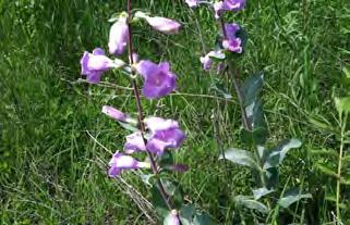 Page 3 Beardtongue: This prairie wildflower has long light purple flowers that alternate along their stem.