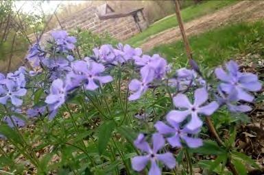 Wild Blue phlox: This woodland flower has 5 petals in its flowers that come together in a short tube.
