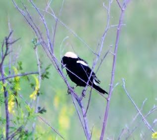 Bobolink: It is a prairie bird that is blackbird-size and its relative.