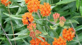 Monarch butterflies lay their eggs exclusively in milkweed plants Monarch caterpillars ingest the toxic