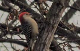Page 6 Red bellied woodpecker: This medium sized woodpecker has a zebra striped back and red crown goes to nape of