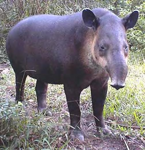 Tapir (Mammal)