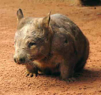 Wombat (Mammal)