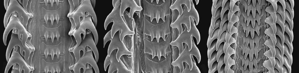 534 KOSYAN A 500 µm C 250 µm E 250 µm B 500 µm D 50 µm F 100 µm Fig. 2. Types of the radulae of Colinae: A Colus islandicus, B Aulacofusus brevicauda, C Latisipho hypolispus, D Pararetifusus tenuis, E Plicifusus kroeyeri, F Retifusus jessoensis.