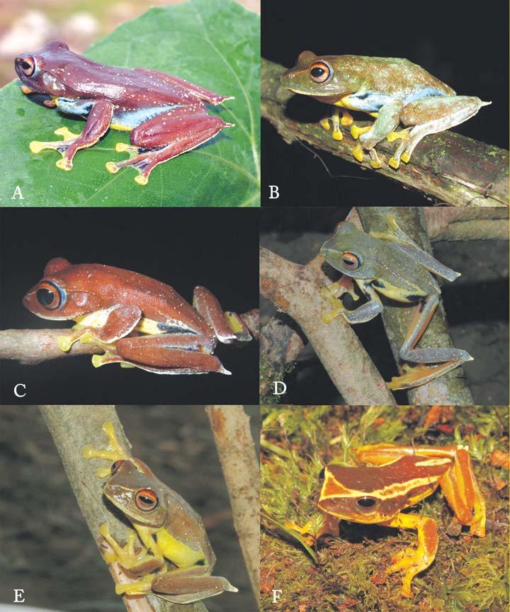 418 D. T. A. TRAN ET AL FIG. 2 Different color patterns of Rhacophorus chuyangsinensis in life. (A-B) female (VNMN965) at day and night time.
