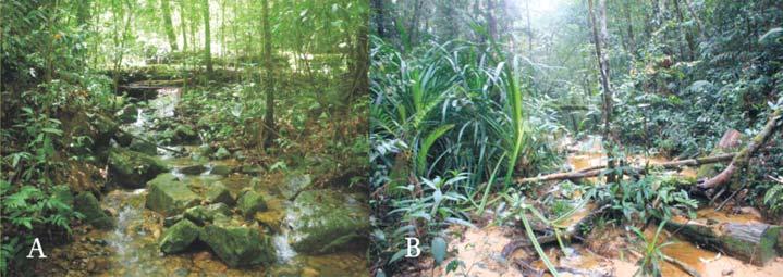 420 D. T. A. TRAN ET AL FIG. 3 Habitat of Rhacophorus chuyangsinensis in (A) Bi Doup-Nui Ba National Park, Lam Dong Province; and (B) Hon Ba Nature Reserve, Khanh Hoa Province, Vietnam.