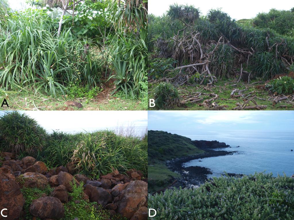 FIGURE 5. Natural habitat of Dixonius taoi sp. n. on Phu Quy Island, Vietnam. Photos: Trung My Phung. Acknowledgements Trung. M. Phung is grateful to Thuong T.L.