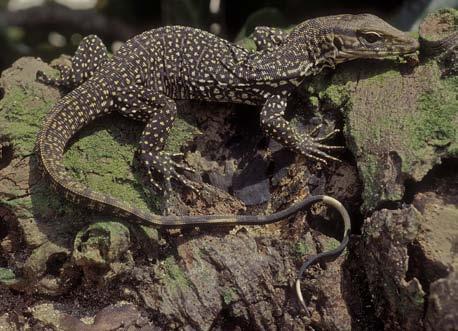 Herpetological Conservation and Biology Monograph 3. FIGURE 4. Varanus nebulosus was long treated as a subspecies of V. bengalensis but is now considered a distinct species.
