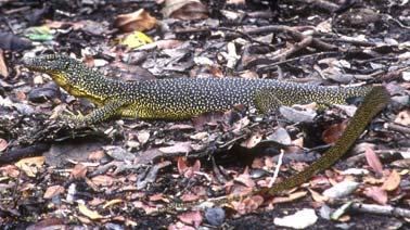 Koch et al. 2012. Conservation Status of Monitor Lizards. FIGURE 11. A subadult specimen of Varanus indicus from Mount Bosavi, Papua New Guinea.