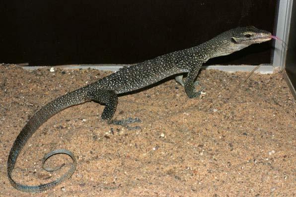 Herpetological Conservation and Biology Monograph 3. FIGURE 13. Varanus caerulivirens is characterized by a light, fleshcolored tongue and a bluish tinge on the body and tail. Although no trade in V.