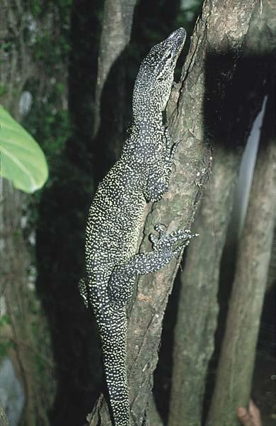 Koch et al. 2012. Conservation Status of Monitor Lizards. FIGURE 15. Varanus cerambonensis was described as a sibling species of V. indicus (Figs. 11, 12) from the Moluccas.