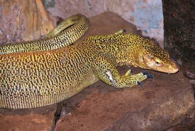 Herpetological Conservation and Biology Monograph 3. FIGURE 23. Varanus juxtindicus was occasionally kept and bred in captivity long before its real identity as a cryptic species of the V.