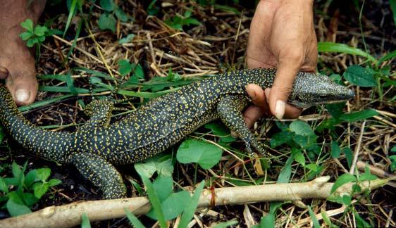 Koch et al. 2012. Conservation Status of Monitor Lizards. FIGURE 25. The recently described Varanus lirungensis is an endemic of the Talaud Islands, North Sulawesi.