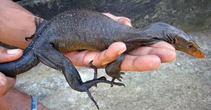 Koch et al. 2012. Conservation Status of Monitor Lizards. FIGURE 29. Varanus obor with unknown origin at a reptile trader on Ternate.