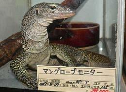 rainerguentheri at a reptile trader in Japan. This sibling species from the Moluccas was recently described and is often traded as V. indicus.
