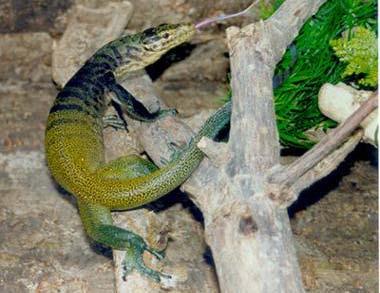 Herpetological Conservation and Biology Monograph 3. FIGURE 32. Varanus yuwonoi from Halmahera is one of the most colorful and, thus, probably most threatened monitor lizard species.