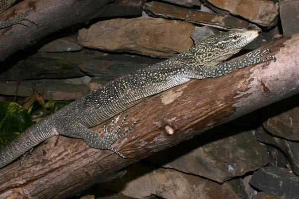 Koch et al. 2012. Conservation Status of Monitor Lizards. FIGURE 36. Varanus boehmei is endemic to Waigeo Island. In its color pattern, this species is similar to V. keithhornei (see Fig.