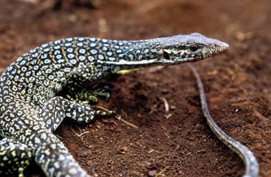 Herpetological Conservation and Biology Monograph 3. FIGURE 41. Varanus auffenbergi from Roti Island off the coast of Timor in the Lesser Sunda Islands.
