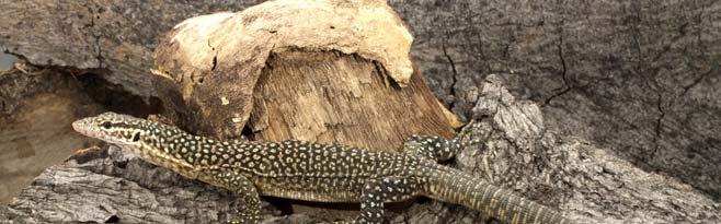 it is important to implement conservation measures to secure this endemic monitor lizard species. Subgenus Odatria GRAY, 1838 1838 Odatria GRAY, Annals of natural History, London, 1:394.