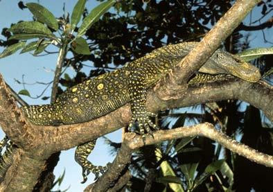 Herpetological Conservation and Biology Monograph 3. are known to impact on populations native to southern New Guinea.