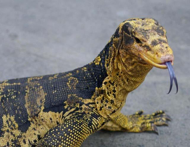 FIGURE 48. Due to its colorful appearance Varanus c. cumingi from the southern Philippines is in demand of the international pet trade. The dark blue tongue is typical for all water monitor lizards.