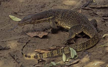 Herpetological Conservation and Biology Monograph 3. FIGURE 58. Varanus salvator macromaculatus from Tioman Island, Malaysia, reaches total lengths of up to three meters in continental Southeast Asia.