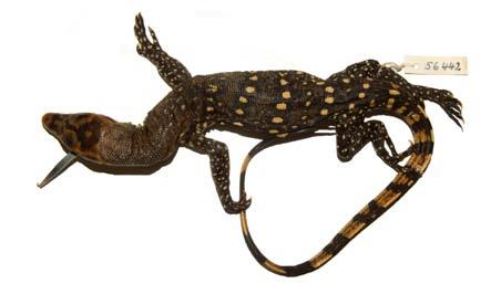 The juvenile holotype of Varanus salvator ziegleri (SMF 56442) shows the typical color pattern of this subspecies consisting of well-developed light-centered ocelli on the dorsum that become less