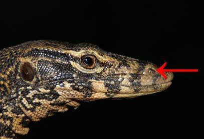 from Kalaotoa Island, Flores Sea, showing an oval nostril and the typical black bars (red arrow) on the snout. (Photographed by André Koch). FIGURE 61. Dorsal view of the head of Varanus salvator ssp.