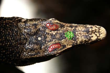 Typically, the rectangular scales (in red) above the eyes (supraoculars) are enlarged compared with the remaining undifferentiated and unregularly shaped head scales (in green).