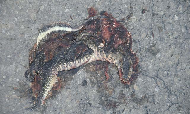 Herpetological Conservation and Biology Monograph 3. FIGURE 64. Next to the omnipresent threats by the pet and skin trades, monitor lizards (here Varanus salvator ssp.