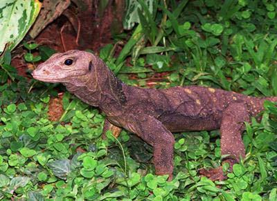 Varanus spinulosus is endemic to the Solomon Islands. Its systematic position within the genus Varanus is not yet solved.