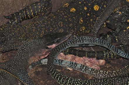 Koch et al. 2012. Conservation Status of Monitor Lizards. cover approximately 500,000 ha, and another 5.6 million ha have been set aside for oil palm (Colchester et al. 2011).
