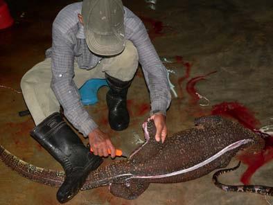 Therefore, the conservation status of the following five monitor lizard species appears to be of severe concern with regard to their restricted distribution ranges on small Indonesian islands and