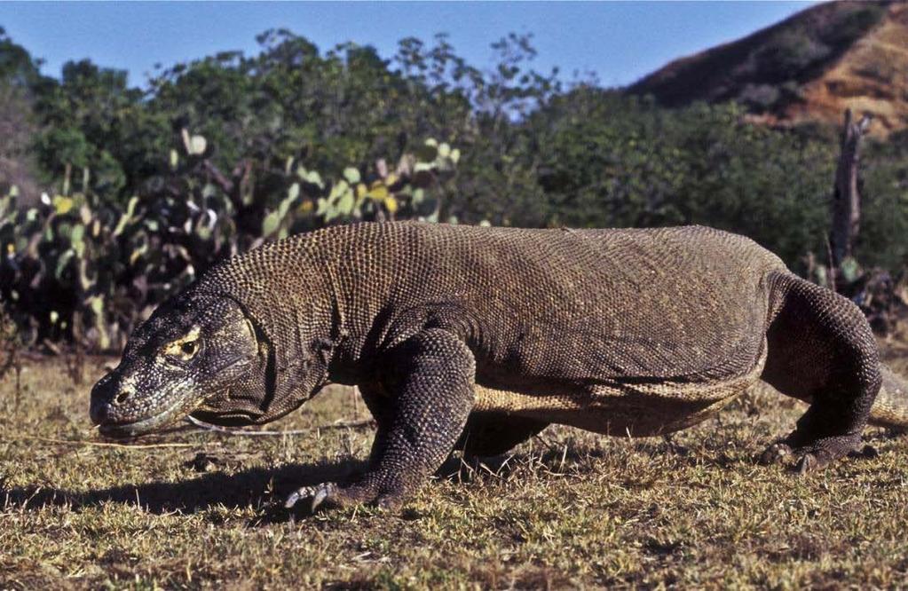 Koch et al. 2012. Conservation Status of Monitor Lizards. FIGURE 2. Varanus komodoensis is the largest living lizard of the world and a CITES Appendix I species.