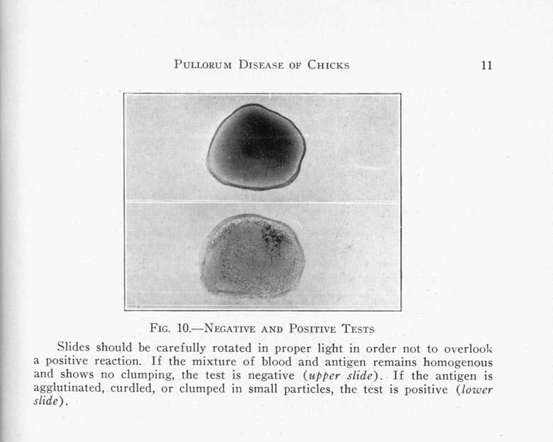 PULLORUM DISEASE OF CHICKS 11 FIG. 1O.-NEGATIVE AND POSITIVE TESTS Slides should be carefully rotated in proper light in order not to overlook a positive reaction.