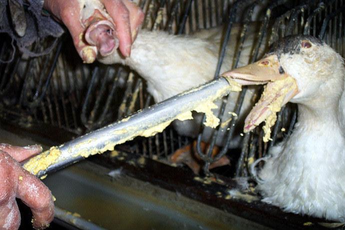 CONCLUSIONS Photo: L214 The present EU legislation fails to discourage the practice of force-feeding in foie gras production. De facto, minimum liver weights impose it.