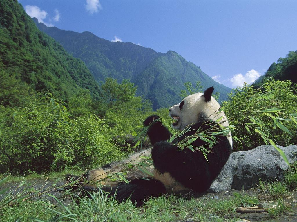 Habitat Giant pandas are among the rarest creatures in the world.