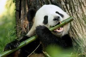 Diet Giant pandas eat a scary amount of bamboo, as it takes up over 99% of their diet.