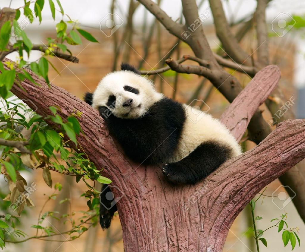 Habits In addition to the 14 hours a day that giant pandas spend eating, the rest of the day is full of naps. They are expert tree climbers, and may not look like it, but are good swimmers.
