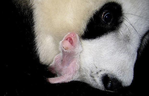 Panda Cubs At birth, a giant panda is blind, deaf, pink, helpless, and the size of a hotdog.