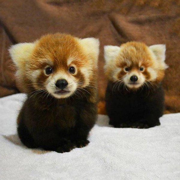 The Red Panda Red pandas share the giant panda s name,