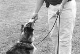 Training Exercises: Clicker Conditioning Clicker conditioning allows your dog to associate the click with a treat. CLICKER CONDITIONING 1. Hold both the leash and StarMark Clicker in your left hand.