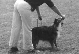 TEACHING COME BACK WHEN CALLED: Come Back When Called is the most important command you can teach your dog. For his own safety, it could be vital. Training Exercises: Teaching Come Back When Called 1.