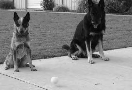Training Exercises: Teaching Down Stay LEARN MORE: GENERALIZATION Dogs make strong associations to places and situations. Always begin teaching new exercises in quiet, distraction-free locations.